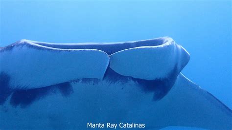 Manta Ray At Catalinas Islands Costa Rica February 2020 Youtube