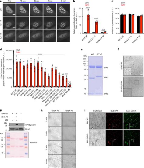 The Phosphorylated N IDR Of RPA2 Modulates RPA Phase Separation