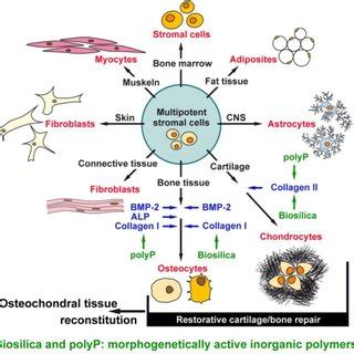 Multipotent Differentiation Of Human Multipotent Stromal Cells HMSC