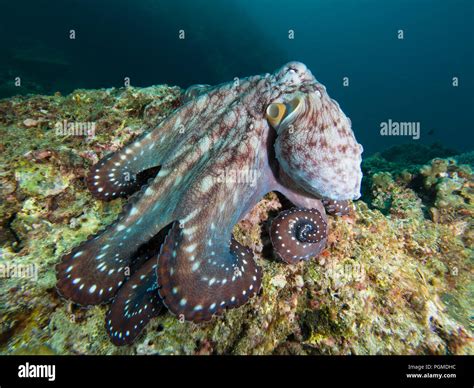 Octopus on a coral reef Stock Photo - Alamy