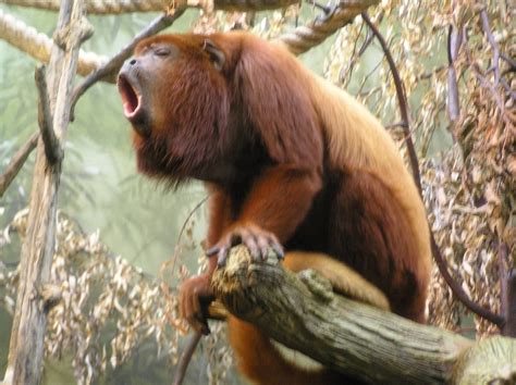 The Loudest Land Animal: Howler Monkey