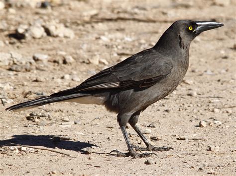 Pied Currawong - Profile | Traits | Facts | Call | Diet | Breeding ...