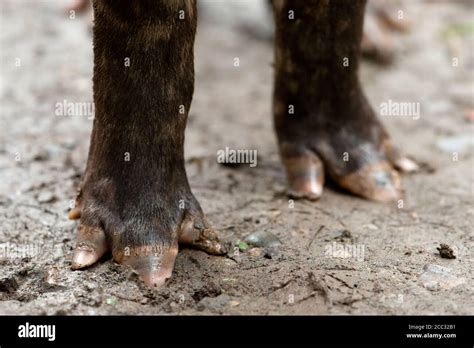 Hoof Feet Hi Res Stock Photography And Images Alamy