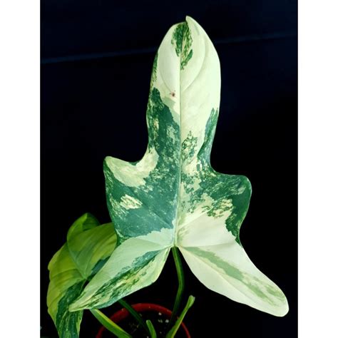 Philodendron Bipennifolium Gold Violin Variegated