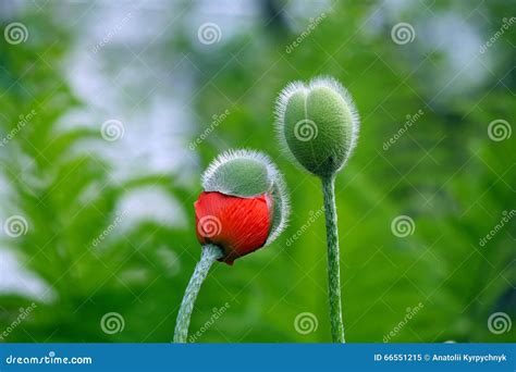 Two Stock Image Image Of Love Stems Blossoms Garden 66551215