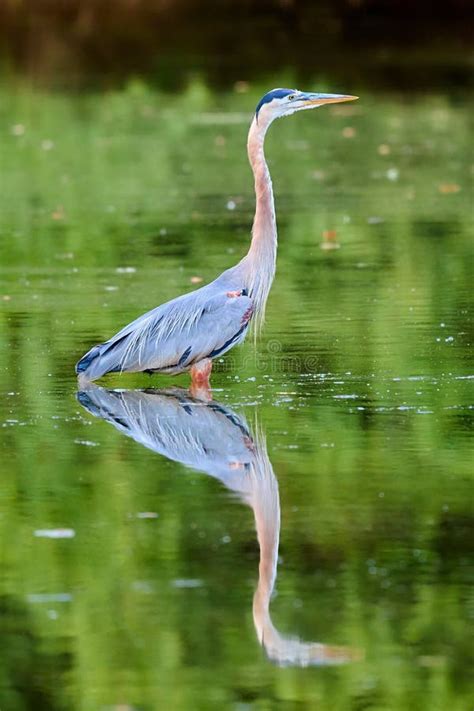 Great Blue Heron Standing In Shallow Water Hunting For Fish Stock Image