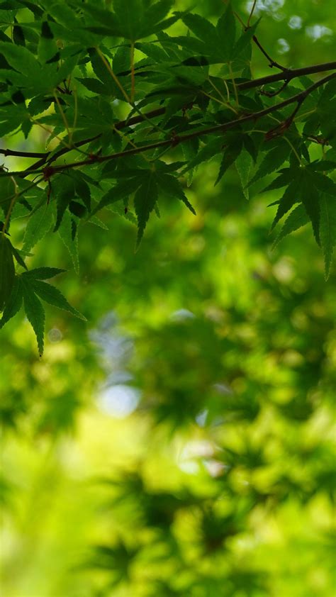 Green Leafed Trees Branches In Blur Green Leaves Background 4k Hd