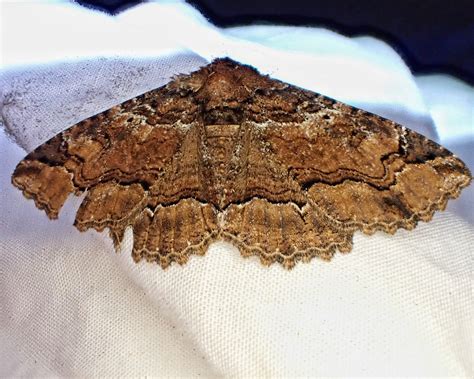 Zale minerea (Colorful Zale Moth) – 10,000 Things of the Pacific Northwest