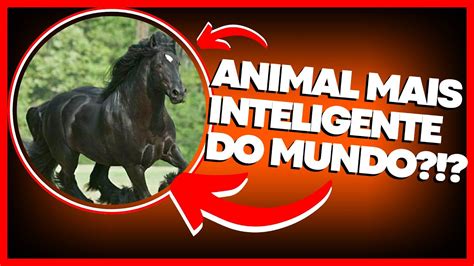 O Cavalo é o animal mais inteligente do mundo Descubra Curiosidades