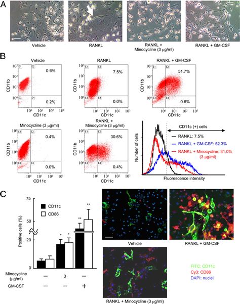 Figure 4 From Tetracyclines Convert The Osteoclastic Differentiation