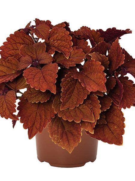 Coleus Varieties 35 Different Types Of Coleus Cultivars Artofit