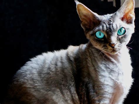 Devon Rex Cat Breed Profile Personality And How To Care