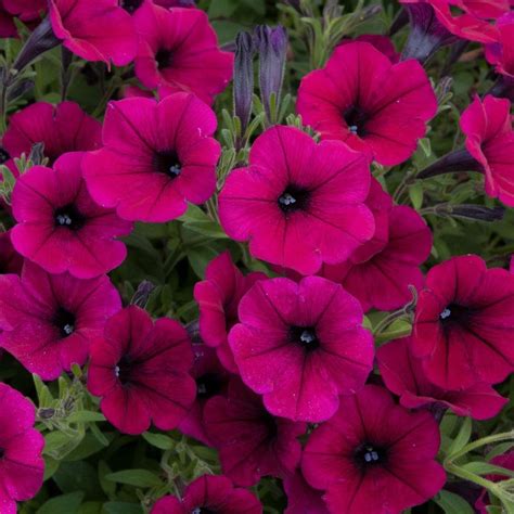 Buy 40 Plus 20 Free Large Plug Plants Petunia F1 Shock Wave Deep Purple