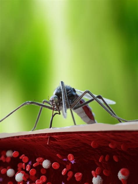 World Malaria Day: Know symptoms of this mosquito-borne disease ...