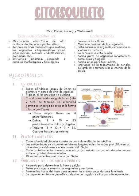 Citoesqueleto Tegewa UDocz