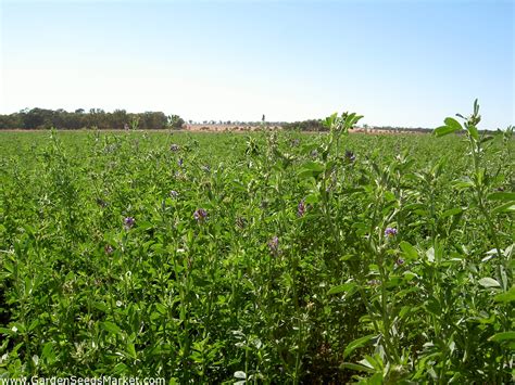 La Bella Campagnola Lucerne Kg Garden Seeds Market Gratis Fragt