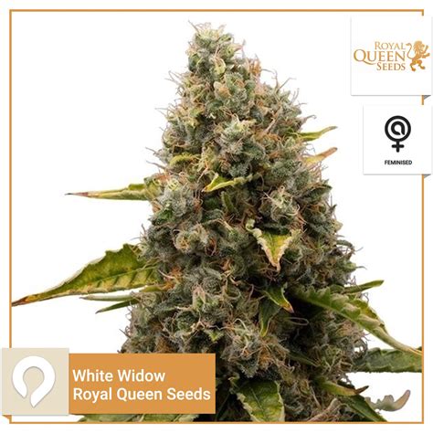 White Widow Royal Queen Seeds Feminised Seeds Kazam Seeds