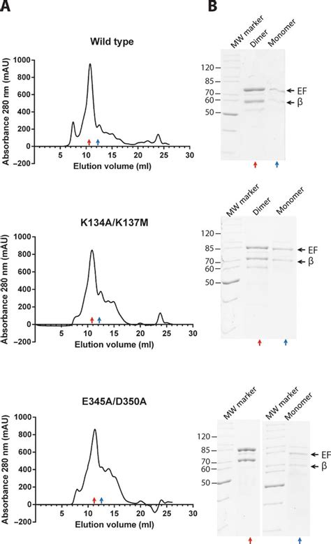 Gel filtration analysis of monomeric and dimeric forms of Qβ replicase ... 