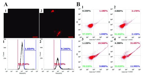 Generation Of Mitochondrial Superoxide Mitosox And Induction Of Download Scientific Diagram