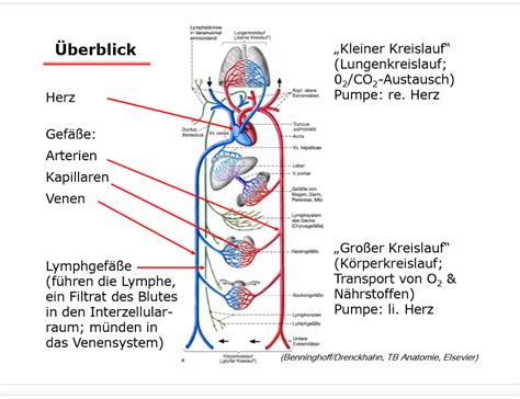 Kreislaufsystem Überblick Diagram Quizlet