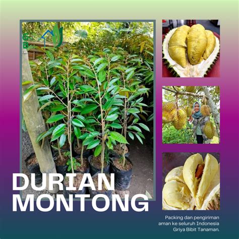 Jual BIBIT BUAH DURIAN MONTONG SUPER BIBIT DURIAN MONTONG OKULASI