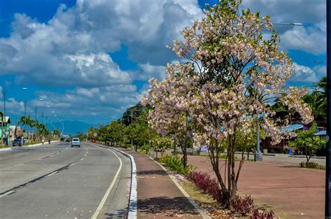 CITY OF LOVE BLOOMS Ilonggos Visitors Reaping Fruits Of City Govt