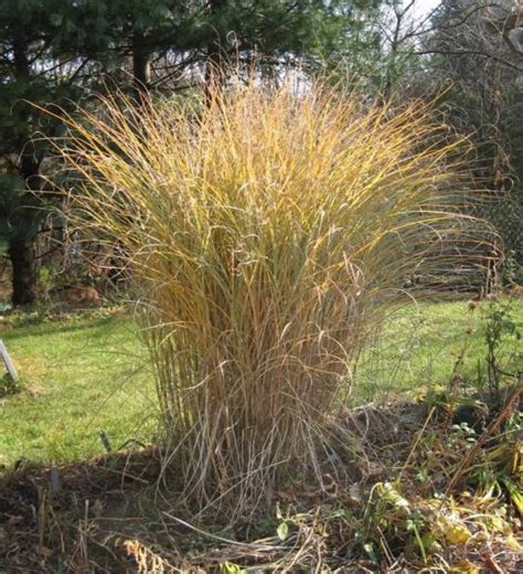 Eulalia Grass Umass Amherst Greenhouse Crops And Floriculture Program