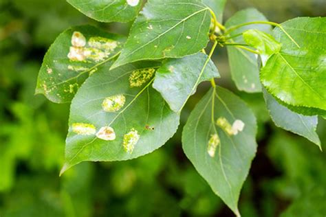 Hongos En Las Plantas De Jard N Causas Prevenci N Y Tratamientos Eficaces