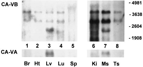 Mitochondrial Carbonic Anhydrase Ca Vb Differences In Tissue