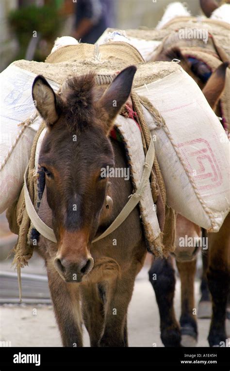 Donkey Carrying Heavy Load In Hi Res Stock Photography And Images Alamy