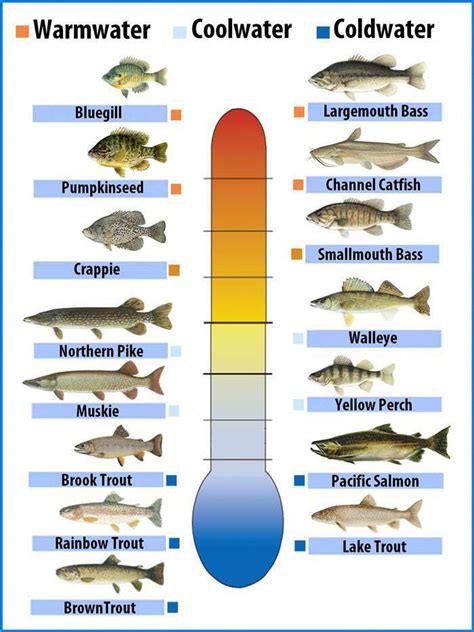 Why Water Temperature Plays A Role In Your Fishing Success Bass Pro