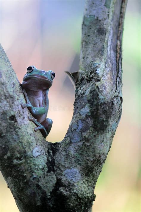 Tree Frogs Australian Tree Frogs Dumpy Frogs On Flowers Stock Photo