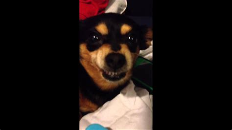 Chihuahua Growling At A Song Youtube