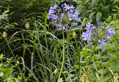 Agapanthus Tropische Tuin Nl