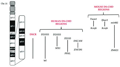 Schematic Representation Of DS Phenotype Critical Regions The Down