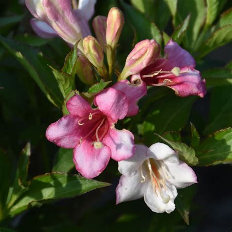 Proven Winners® Czechmark Trilogy® Weigela 3 Pot Ship My Plants