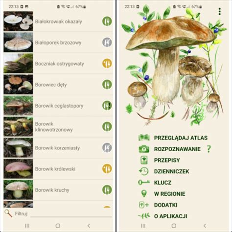 Aplikacja Na Grzyby Jak Aplikacj Do Rozpoznawania Grzyb W Wybra