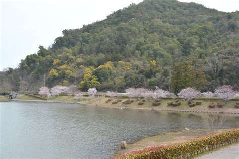 玉野市 桜開花状況♪ 瀬戸内 玉野 観光ガイド 「公式」 岡山県玉野市の旅行・観光情報をお届け！