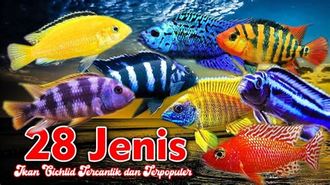 28 Jenis Ikan Cichlid Tercantik Dan Terpopuler YouTube