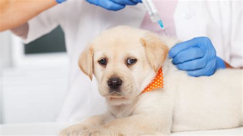 New Mexico Puppy Is Euthanized After It Contracted Rabies This Is A