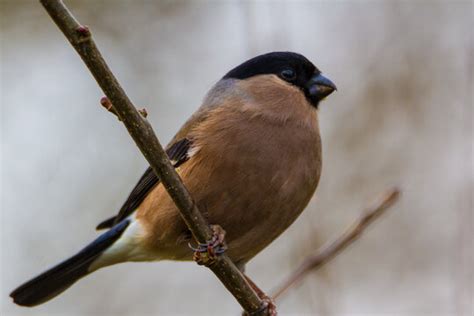 Bullfinch Images – Browse 54,565 Stock Photos, Vectors, and Video ...