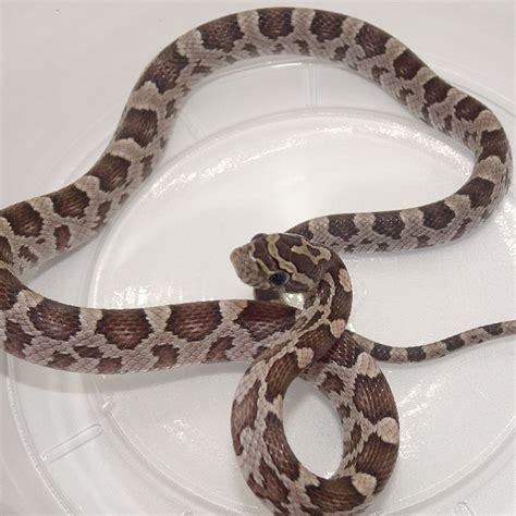 Anery Coral Corn Snake baby