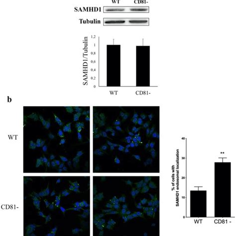 Regulation Of SAMHD1 Expression And Localization By CD81 Expression A