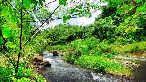 Beautiful Forest Sound Birds Chirping Babbling Brook Nature Sounds