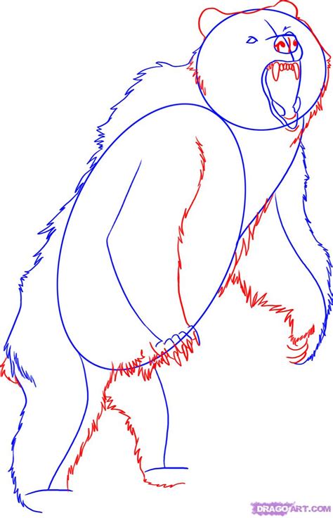 Grizzly Bear Drawing Standing At Explore