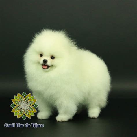 Lulu da Pomerânia Branco Preços Franco da Rocha Lulu da Pomerânia