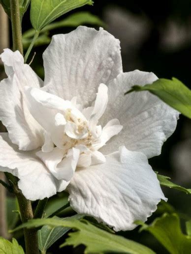 Hibiscus Syriacus White Pillar Gandini Van Aart Zuilvormige