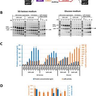 Comparison Of Approaches For The Calb Production In T Reesei A