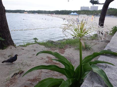 ハマユウ（浜木綿）が咲いています！｜ブログ海の公園公式サイト｜公益財団法人 横浜市緑の協会