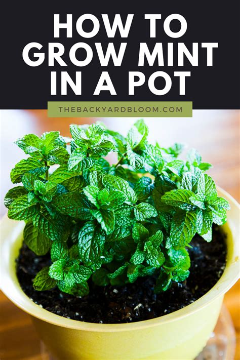 How To Grow Mint In A Pot In Growing Mint Easy Herbs To Grow